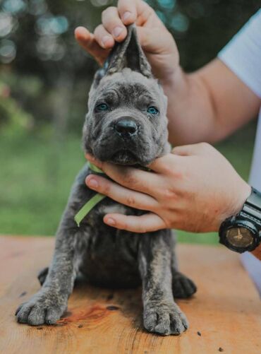 Psi: Postanite vlasnik jednog od naših vrhunskih Cane Corso štenaca — 10