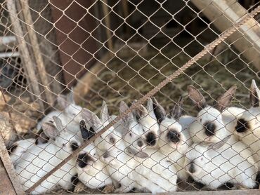 декоротивные кролики: Продаю | Крольчиха (самка), Кролик самец, Крольчата | Калифорнийская | Для разведения