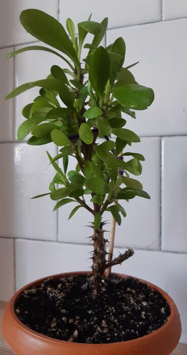 стенка из натурального дерева мини: Распродажа комнатных растений.Отлично подойдут как для офиса так и для