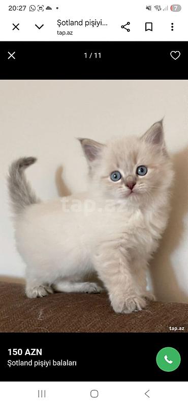 Pişiklər: Şotland — 1