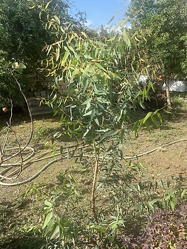 demir agac: Məhsul: Ekalipt ağacı (Eucalyptus) Təsvir: - Hündürlüyü təxminən — 2