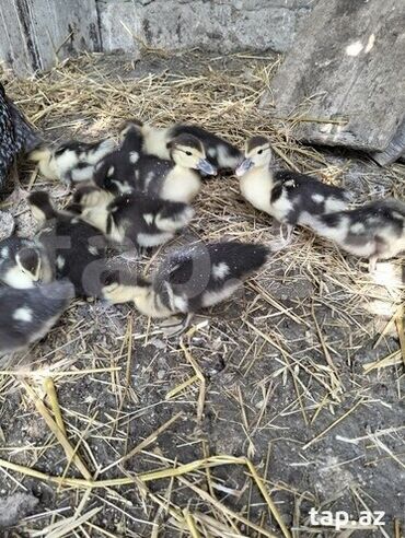 Ördəklər: 30 ədəd 2 aylıq Lal ördək balaları. 9 ədəd böyük Lal ördək. 2 ədəd — 8