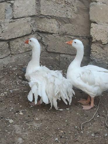 kangal iti satilir: Qiymet birine ayitdi — 4