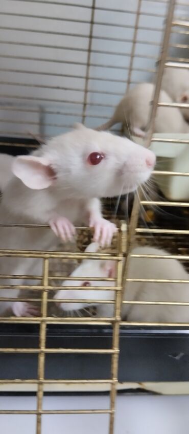 белые крысы: Продам крысок Дамбо ручные девочки и мальчики . крыскам то 2 месяца