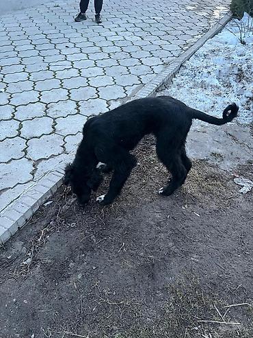 Продажа собак: Тайган, 4 месяца, Самка, С прививкой — 9