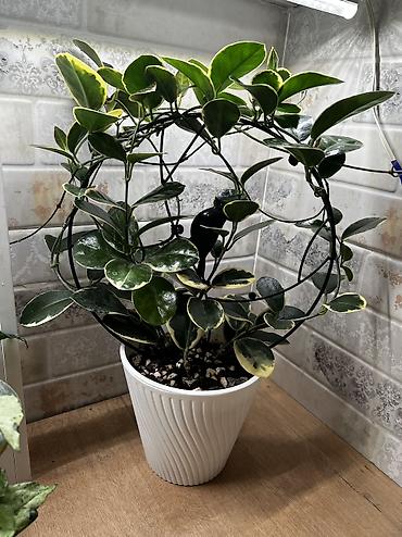 Хойи: Фитолампа 600сом 15 ватт длина 0,9м. Фитильный горшок новые обьем 0,5 — 2