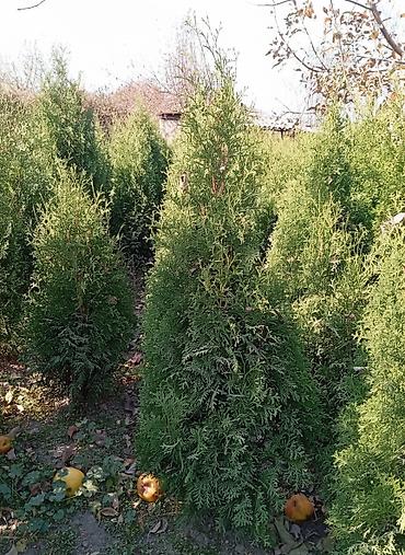 Туя: Туя западная (сорт Смарагд/Колоновидный) — саженцы и подрощенные — 1