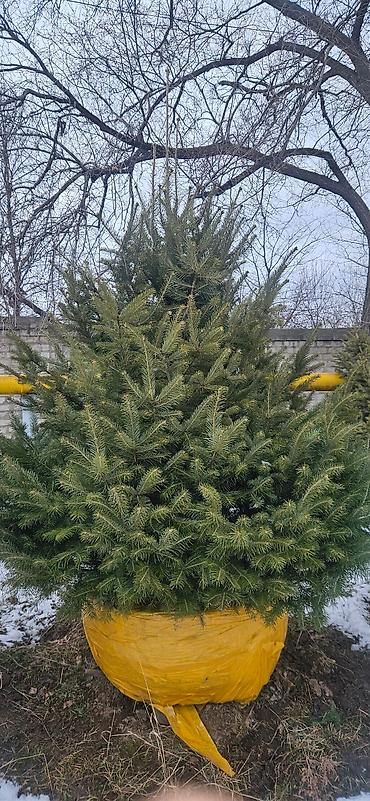 Искусственные ёлки: Ёлка,сосна,голубые ели,пихта,берёза — 25