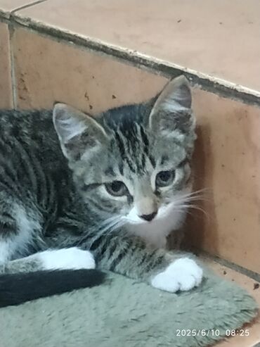 кошка маленкий: Ориентальная, 3 месяца, Девочка, Серый