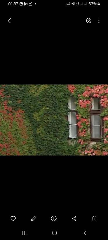 Пион: Клубни и саженцы цветов — пионы, травянистые, древовидные и гибридные — 13