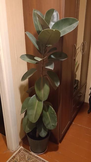 otaq studiya: Kauçuk ağacı (Ficus elastica) – otaq bitkisi - Növ: Ficus elastica — 1