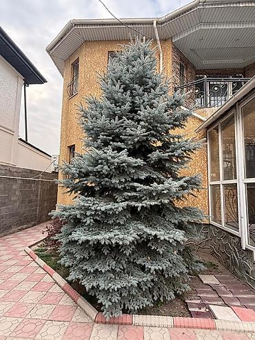 Продаются голубые ели высотой от 5 метра !!! Очень красивые и