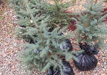 Другие услуги: Услуги посадок Зимой! Елей и Туй. Хвоников одним словом Ландшафтный — 8