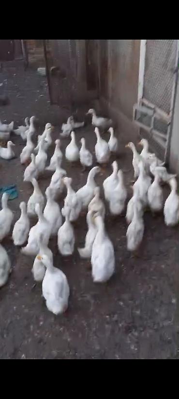 bakida cins ineklerin satisi: Ördəklər satılır,böyük və kiçikliyinə görə qiymət dəyişir,tam — 3