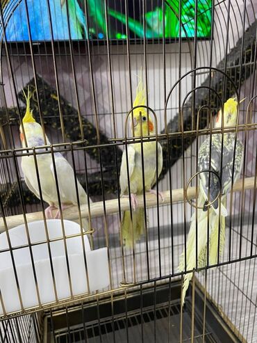 Qəfəslər: Salamlar quşlar şatılir hamısı idyal vəziyyətdədirlər .vitaminləri35 — 12