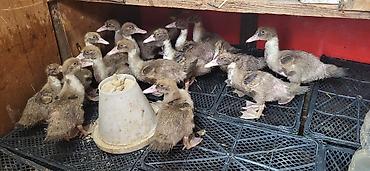 goyercin satsi: Lal ördək balası satılır 40 günlükdü sord ördəkdi Ünvan Novxanı — 2