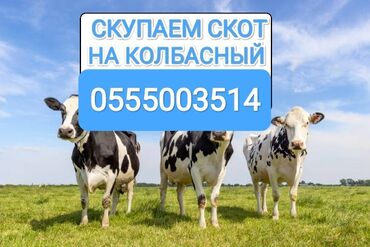 нитки продаю: Куплю | Коровы, быки, Лошади, кони, Другие с/х животные | Круглосуточно, Любое состояние, Забитый