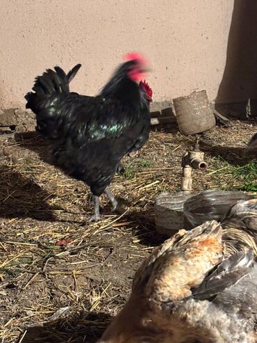 Digər quşlar: Avstralorp xoruzları 40 azn. Kend xoruzları 20 azn 6 aylig Satılır ya — 4