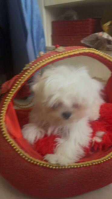 bakida it barinagi: Malta bolonka, 4 ay