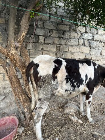 Inəklər, öküzlər: 11ayliq duyeller 3 disidi