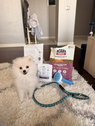 afçarka itlerin qiymeti ucuz: Şpitz, 4 ay, Erkek, Sənədli