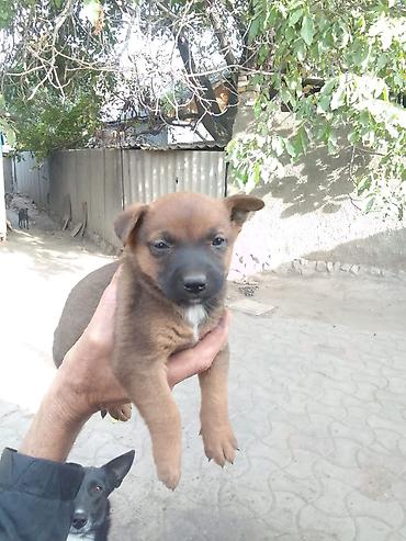 Иттер сатылат: 🐶 Щенки ищут любящий дом! 🏡❤️ Ищем самых добрых и ответственных — 1