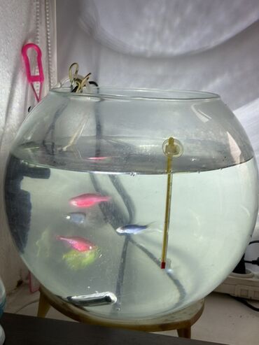 водоросли для аквариума купить: Шарообразный аквариум с комплектом и рыбками Описание: - Стеклянный