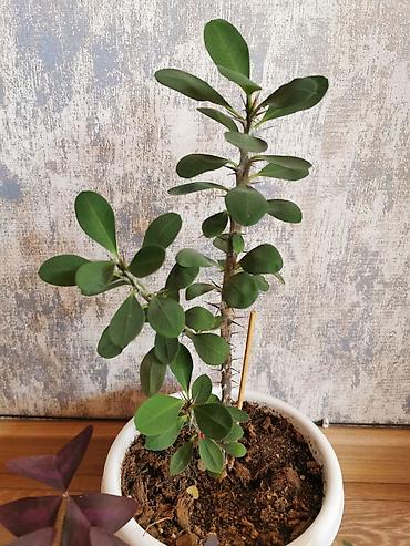 maral buynuzu bitkisi: Nəzər bitkisi + kəpənək bitkisi + tradescantia. Hər otağa uyğundur — 3