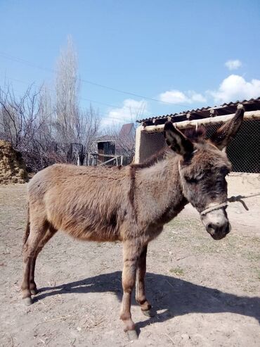 1 Асый эшек сатылат баасы 6000мин сом. ватсап номер