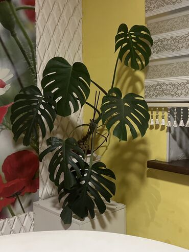 комнатная пальма: Комнатное растение