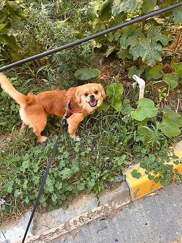 Pekines, 1 il, Erkək, Pulsuz çatdırılma