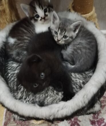 котята в баку: Шотландская, Самец, Самка