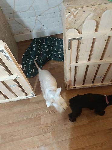 Oprema za kućne ljubimce: "Fito pansion – Briga o vašem psu dok ste Vi odsutni Pansion za pse — 8