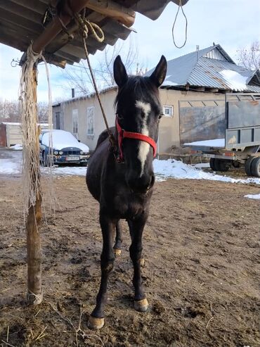 Лошади, кони: Продаю | Жеребенок | Полукровка | Для разведения | Племенные — 5