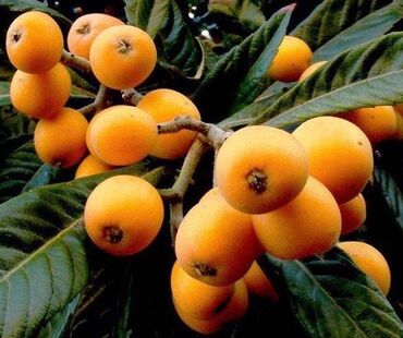 Tinglər: Yapon əzgili Yapon ezgili demək olar hər ölçüdə var. 5 sm 15 sm 30 sm — 9