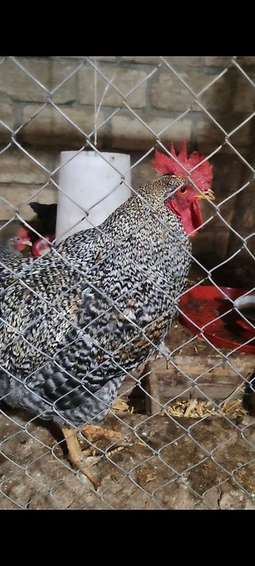 sumqayıtda cücə satışı: Xarkov və avustroluq yumurtalari satışı şeki 60 qəpik — 4