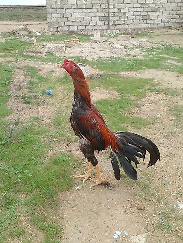 heyvan bazari: Xoruz, Brazil, il: 1, Ünvandan götürmə — 1