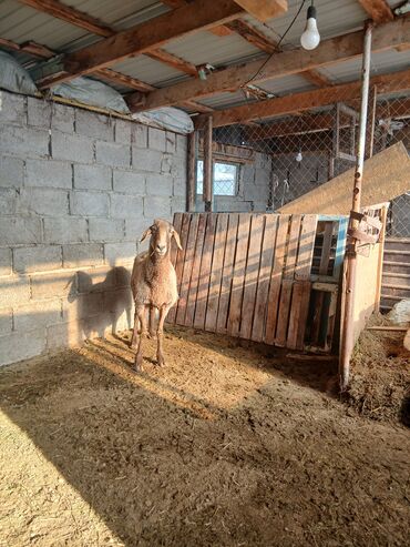 Бараны, овцы: Продаю | Овца (самка) | Для разведения | Матка — 7