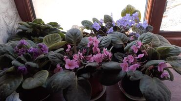 Otaq bitkiləri: Afrika bənövşələri (Saintpaulia) – müxtəlif rəngli və formalı sortlar — 2