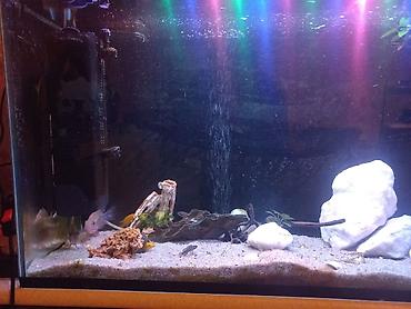 ocean filter: Akvarium-şkaf, Balıqlarla birlikdə, 230 l — 3