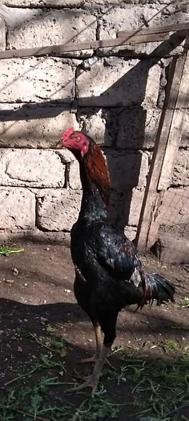 Xoruzlar: Heyratı beçə satılır cins heyvandı hələ tam ayılmayıb heyvanan başı — 4