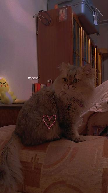 Продажа кошек: Сибирская, 2 года, Мальчик, Золотая шиншилла, Приучена к лотку, Проглистована, С прививками — 1