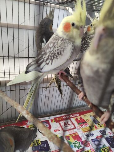 Tutuquşları: Korella tek tek erkey dişi Cüt Valnist qəfəs Valnist 15 Azn balasi — 12