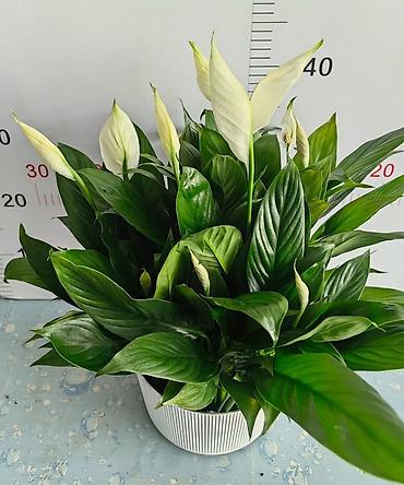 Аглаонемы: Аглаонема (Aglaonema) с вариегатной листвой — крупные — 91