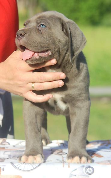 Psi: Cane Corso štenci U ponudi veoma perspektivni štenci iz različitih — 9