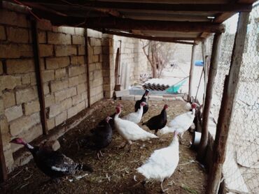 Digər heyvanlar: Kilolari diri veziyyetde 13 azndir 1 kilosu 3 4 kilo gelir diside