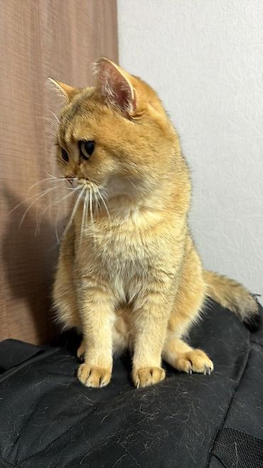 Мышыктар сатылат: 🐱 Продаются две шотландские кошки — Бишкек Ищем любящих и — 2