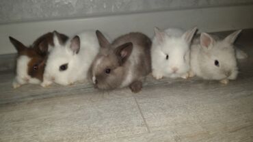 Dovşanlar: Temiz qan xirda sort karlik balalari demey olarki her renqde var -da lalafo.az — 11 Dovşanlar: Temiz qan xirda sort karlik balalari demey olarki her renqde var — 11