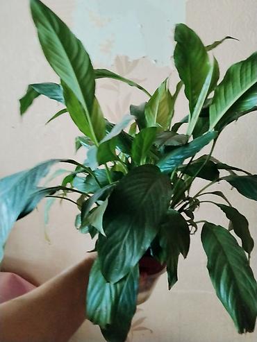 почвы: Спатифиллум (Spathiphyllum), горшечное комнатное растение. - Пышная — 1
