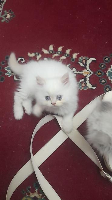 Pişiklər: Britan — 6